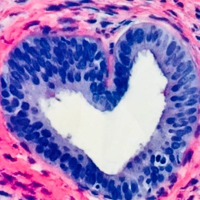 thebereans2022's profile picture. A dermatopathology laboratory