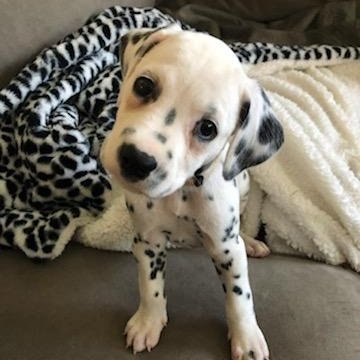 There is no 'O' in Dalmatian.