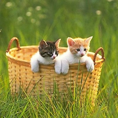 YangCeler's profile picture. Art & Sci