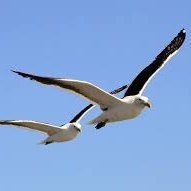 kula zaber(💙,🧡) (@kulazaber) 's Twitter Profile