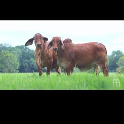 serela_k's profile picture. Am I guy who likes dogs a lot.