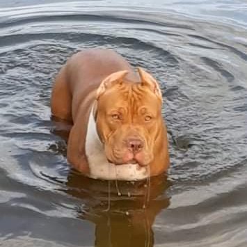 MBFloridaBully's profile picture. Programmer/Electrical Engineering/Dog Breeder/Game Developer/Handyman