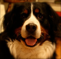 I'm a 5 year old single male Bernese Mountain Dog living at the Jersey Shore