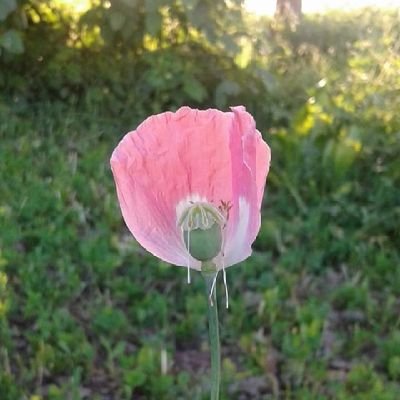 forhotmind's profile picture. 