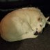 Dave Dadah (@dozer021412) Twitter profile photo Dave Dadah (@dozer021412) Twitter profile photo
