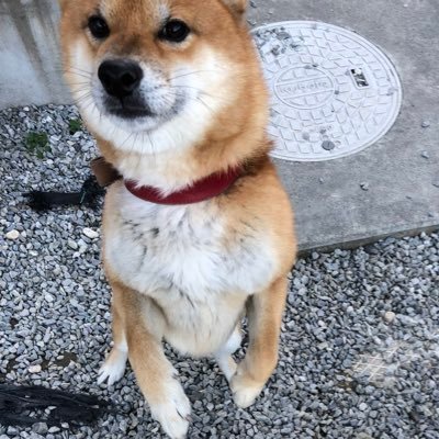 食べる犬さんのプロフィール画像