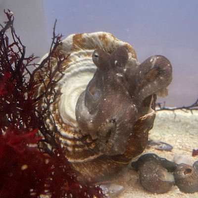 CameronIshee's profile picture. My Spanish is worse than my Mandarin but better than my French. Just some dogs in a trenchcoat. All content sfw. Geographer. ALWAYS ANTIFASCIST. She/her.