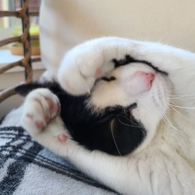 Millamus22's profile picture. 🇩🇰🇺🇸, she/her, age 28+, cosplays sometimes.
I just want to enjoy art and gaming with friends. Also, sharing photos of my pets.