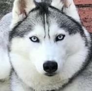 Husky4fun's profile picture. Nothing to see here, fun part is for later.