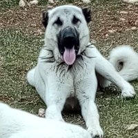 boşver derler (@trakyalaslanm1) Twitter profile photo