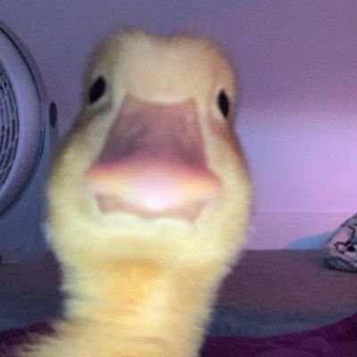 Ma_che_Ledt's profile picture. SGE♥️🦅