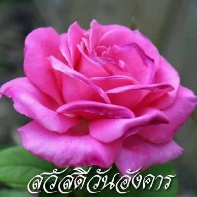 sg38664298's profile picture. 