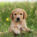 puppies every day (@dailypuppies22) Twitter profile photo