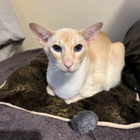SCWT - reg 1072366 (@siameserescueuk) 's Twitter Profile Photo SCWT - reg 1072366 (@siameserescueuk) 's Twitter Profile Photo