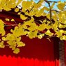 yulinling001's profile picture. 爱国爱家爱美食🇨🇳🇨🇳🇨🇳