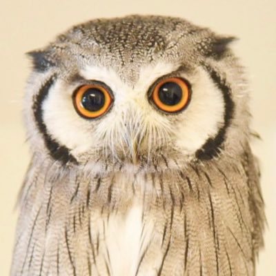 アフリカオオコノハズクのじじの日常を投稿します🦉 YouTubeと Instagramもやっています🦉 めちゃくちゃかわいいので見てください！ フクロウ以外の動物も大好きです🦉 無言フォロー失礼します🦉