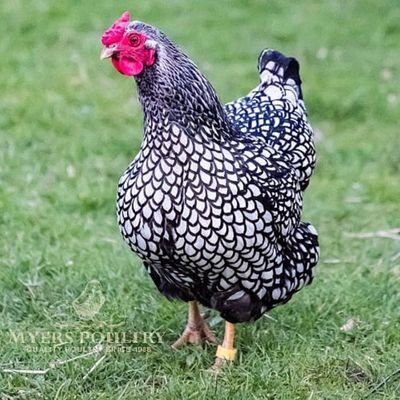 ladymsilver's profile picture. 