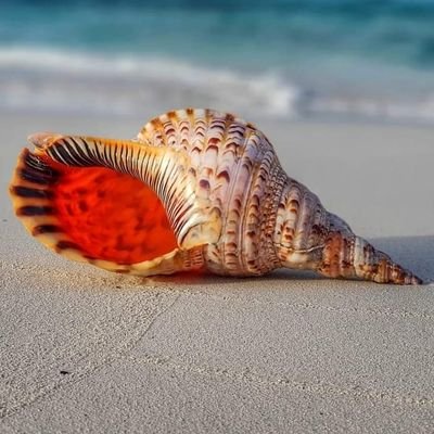 MDShari24759209's profile picture. Md