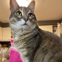 Whiskers (@whiskycatmeow) 's Twitter Profile
