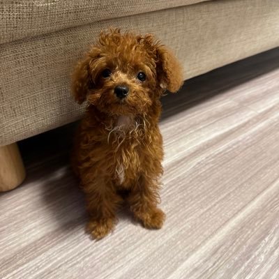 ティーカッププードルのビジューくん🐶 胸の毛が少し白いです。笑