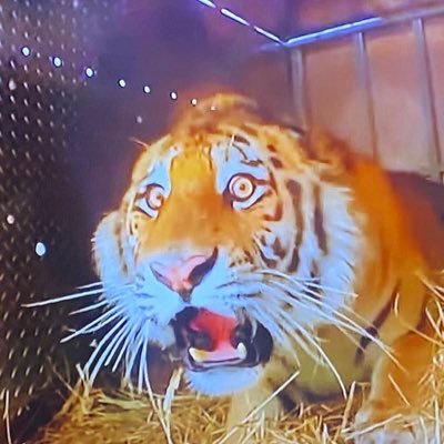 basedshits's profile picture. Other profiles @daddyofliberals and @yellgeebeeteeq