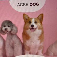 Acse Dog(@acsedog) 's Twitter Profile Photo