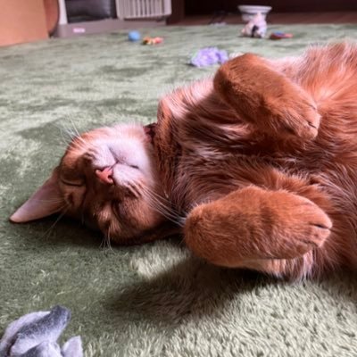 北海道出身。猫好き。Twitter初心者ですがよろしくお願いいたします！