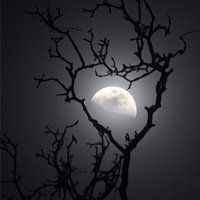 أحمد المل (@medozo1118) 's Twitter Profile