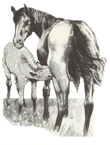 stal_sintels's profile picture. FNRS manege Stal Sintels te Breda. Blijf op de hoogte van onze activiteiten en nieuwtjes!!