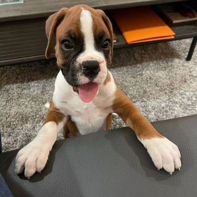 Follow our community if you are#boxer lovers..
This page are dedicated #boxer lovers and owners