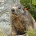 Charlotte La Marmotte (@lamarmotte_huez) Twitter profile photo Charlotte La Marmotte (@lamarmotte_huez) Twitter profile photo