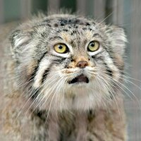Manul Every Hour(@ManulEveryHour) 's Twitter Profile Photo