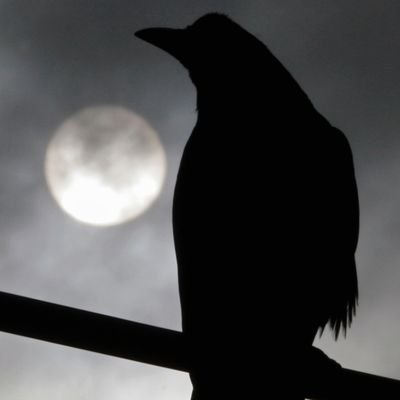 Roaming_Crow Profile Picture