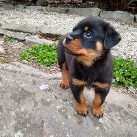 Rottie mom (@quickfxvonhobsn) 's Twitter Profile