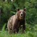 London bear (@peefanlondon) Twitter profile photo London bear (@peefanlondon) Twitter profile photo