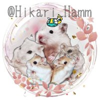 ノコ家のもふもふ日常【動物垢】(@Hikari_Hamm) 's Twitter Profile Photo