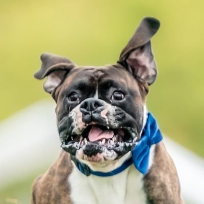 FCatBoxers's profile picture. Dogs, Jeeps, and a couple of cats. Red white and blue all the way! I am a conservative woman with common sense- Liberals don't like me, oh well!