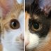ネコである🐱 (@nekodearu2022) Twitter profile photo ネコである🐱 (@nekodearu2022) Twitter profile photo