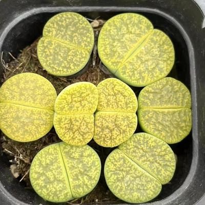 pegping666's profile picture. 98年，坐标常熟，四爱骚狗，已开发到位，欢迎随时被使用！喜龟责，榨精，扩张，圣水，捆绑，sp，贞操锁！想尝试黄金，不过没机会，