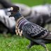 Pickens Pigeons⚡️ (@acalds9) Twitter profile photo Pickens Pigeons⚡️ (@acalds9) Twitter profile photo