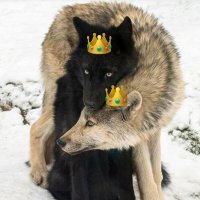 Dandy (@pokecardaddict) 's Twitter Profile Photo Dandy (@pokecardaddict) 's Twitter Profile Photo