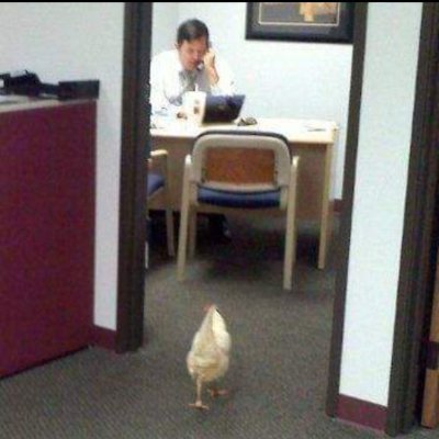 Defense Attorney. Political observer. And yes that is a chicken going into my office years ago.