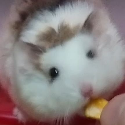 🐹はむちゃんが大好き😊
ロボちゃん飼いです😍
皆様のかわいいはむちゃん見て癒されて💖元気もらってます🥰仲良くしてくださいね🐹
 かわいいとすぐいいねコメントしちゃいます😊仲良く平和に    😁 フォロー大歓迎

      男闘呼組 成田昭次ファン🎸😎

          いろんな病気で闘病中です