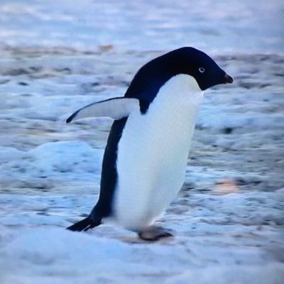 TekHobbyist's profile picture. Electronics, Programming, Languages motivate me.