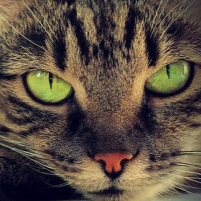 patmaiacouto's profile picture. 