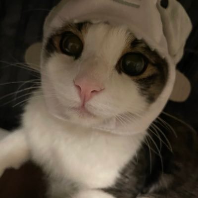 👧🏻 猫飼ってます🐱SexyZone🌹♥️三浦春馬🫶ディズニー♡ドナルド♡ 狩野英孝(フィフミン)チームエイコー！！♡ジェラトーニ♡時透無一郎♡スタバ☕️✨