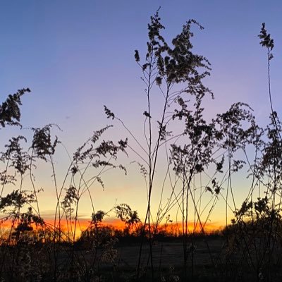 IndianaSparkle's profile picture. 