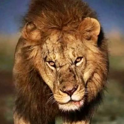 American Freedom… Individual Freedom… Anti-Collectivism… Anti-Globalism… Golden Rule… In God We Trust.. Don’t Tread On Me