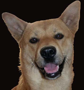 DiscountDogShop's profile picture. 