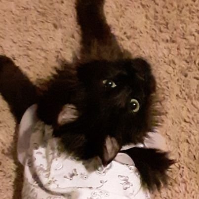 Ratboyisback's profile picture. Christian, flat earther, roblox developer, and soon to be youtuber.